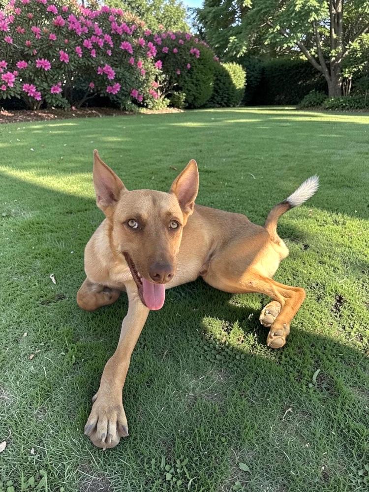 Avicii, Adoptable, Young Male Shepherd & Basenji.