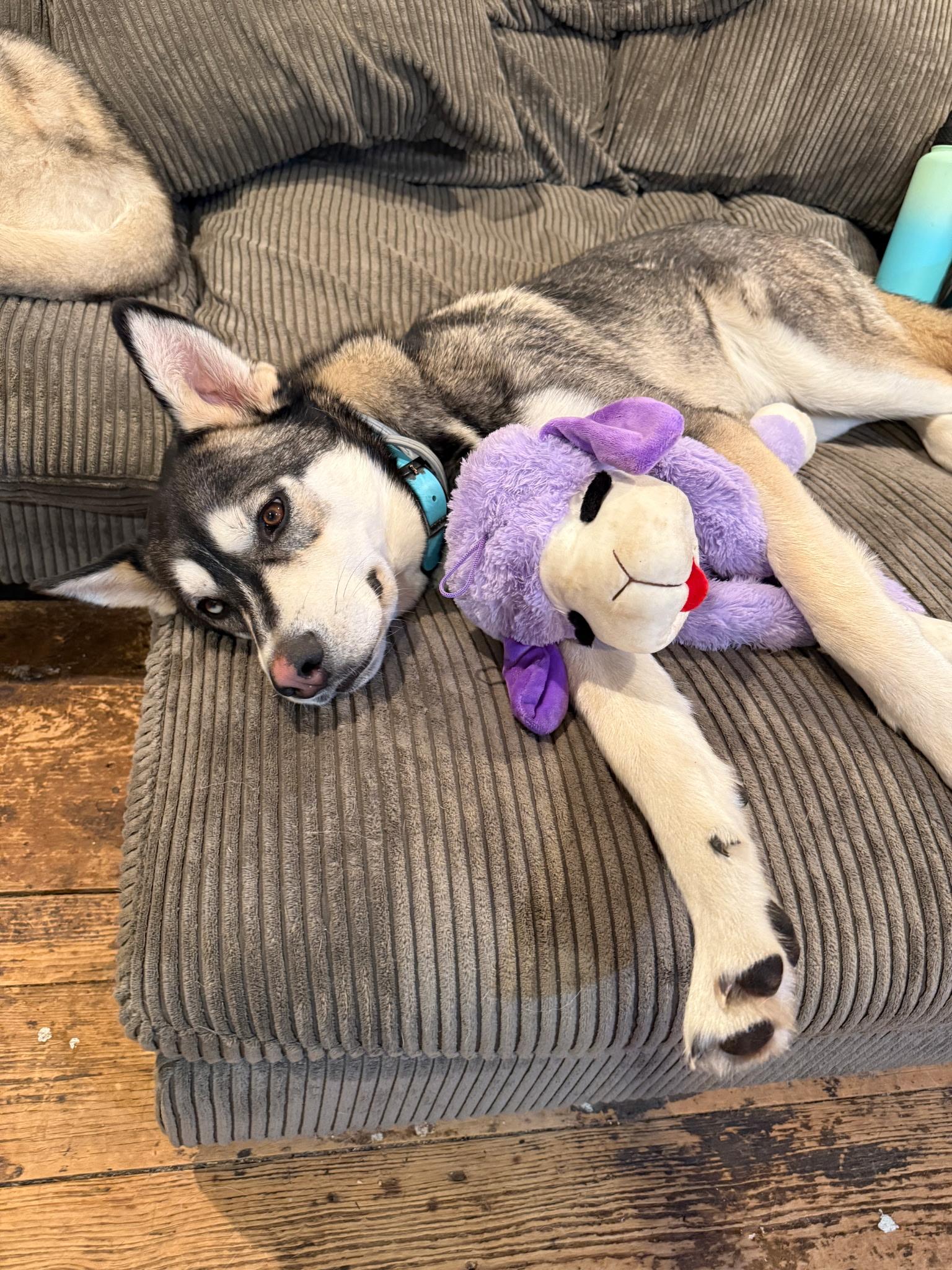 Blue - one sweet pup, endless happy tails, a Adoptable Husky in oriskany, NY image 3/4