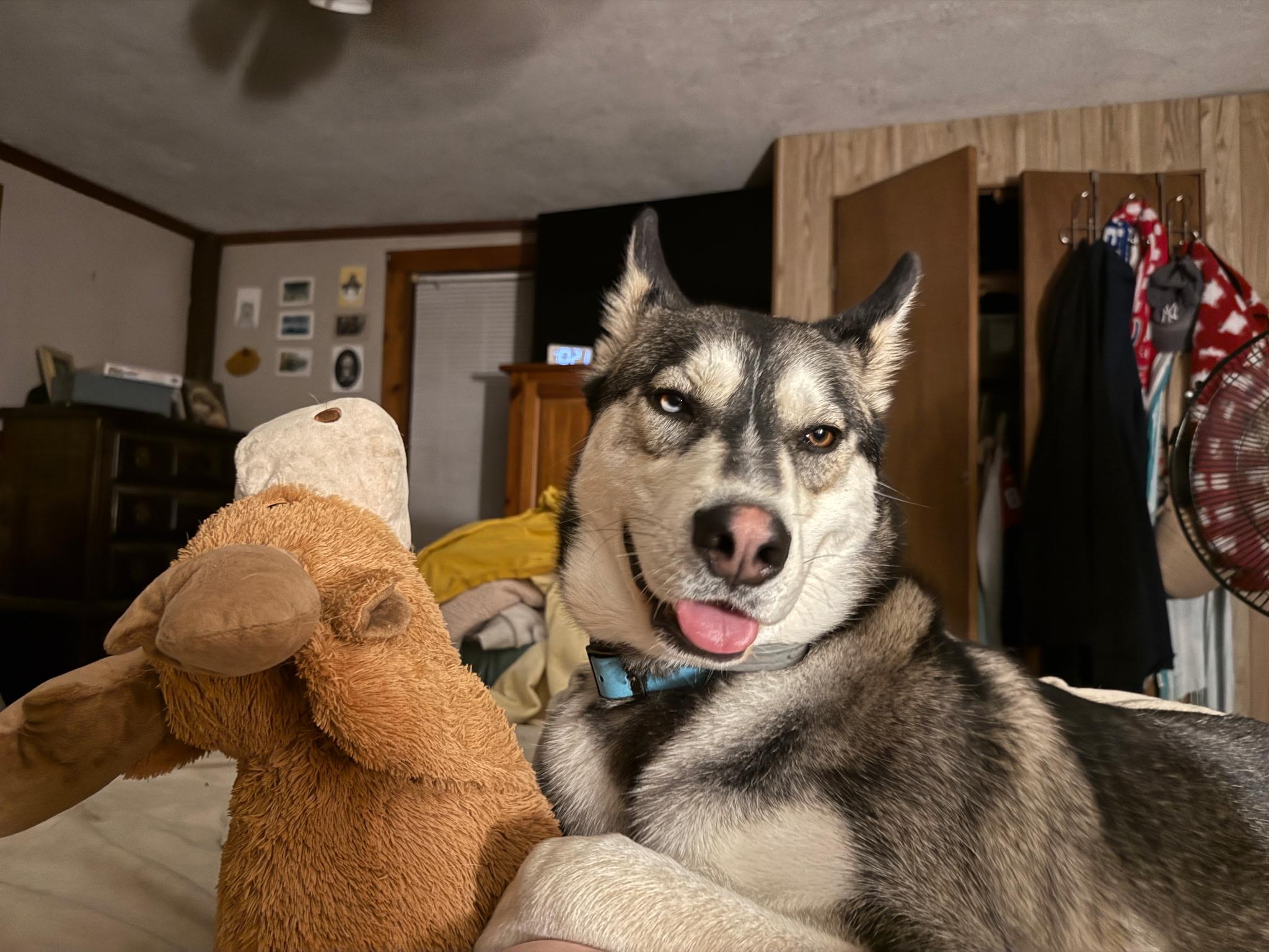 Blue - one sweet pup, endless happy tails, Adoptable, Young Male Husky.