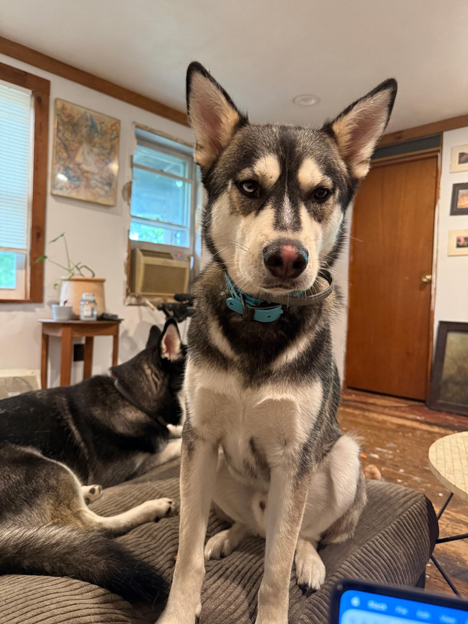 Blue - one sweet pup, endless happy tails, a Adoptable Husky in oriskany, NY image 2/4