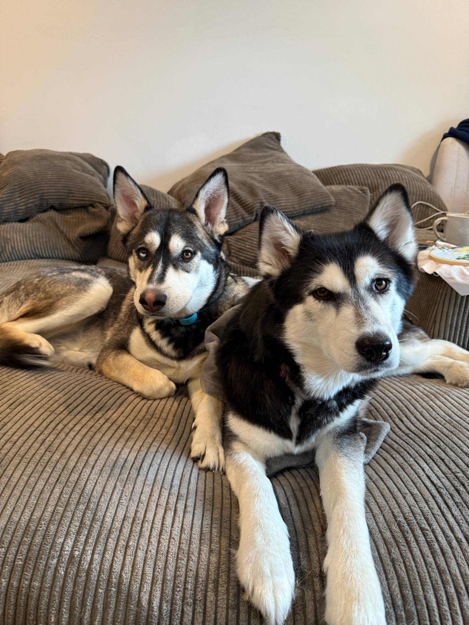 Blue - one sweet pup, endless happy tails, a Adoptable Husky in oriskany, NY image 4/4