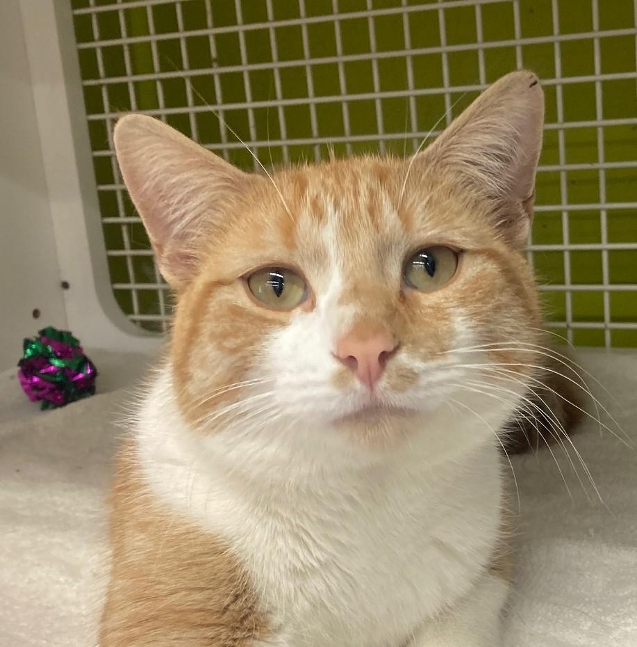 Colby, adopted, Young Male Domestic Short Hair.
