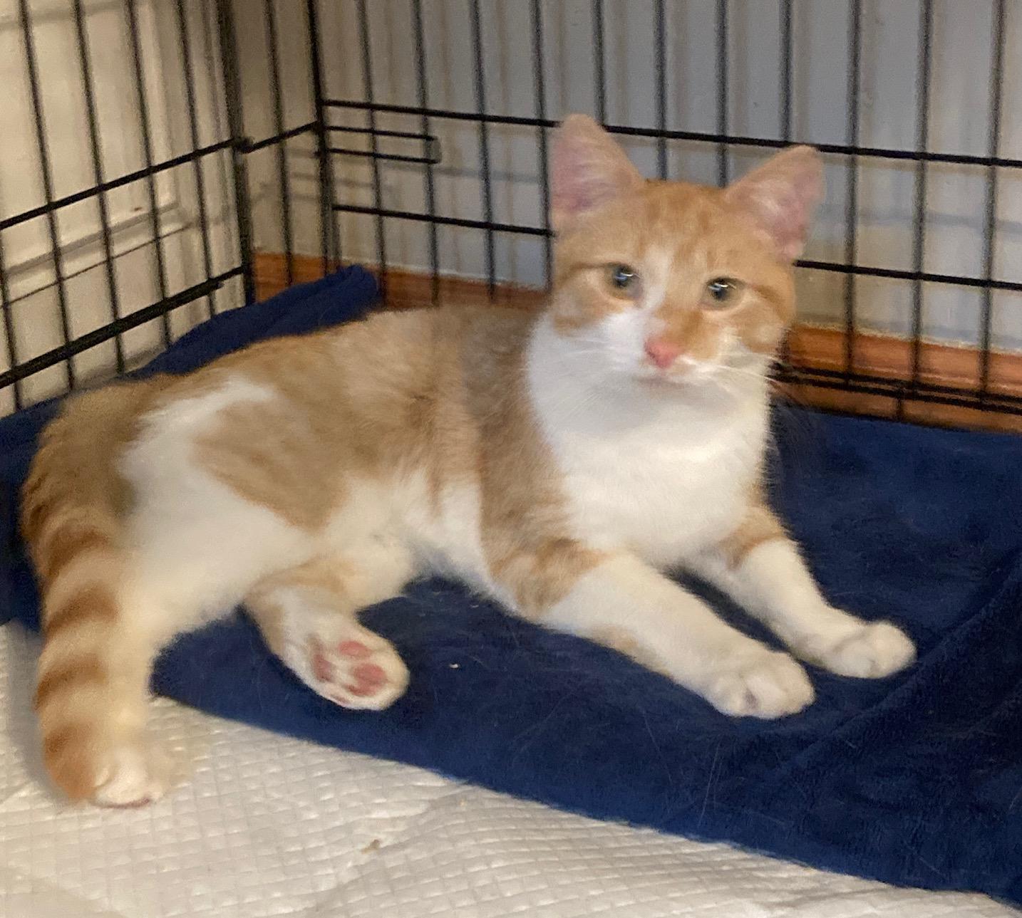 Enlarge Colby, an adopted mixed breed in Bridgeport, CT image 2/3