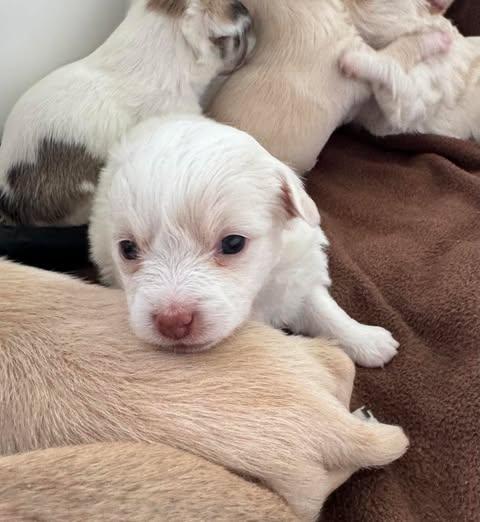 Pancake, adopted, Puppy Female Chiweenie.