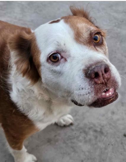 Enlarge Lucky, a ADOPTABLE mixed breed in Homewood, IL image 1/1