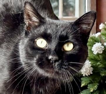 Enlarge Ash, a ADOPTABLE Domestic Short Hair in Perry, IA image 3/3