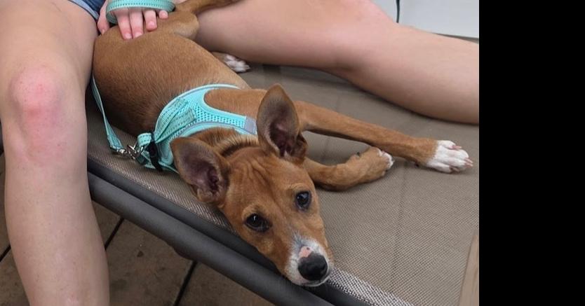 Enlarge Cammie, a Adoptable mixed breed in Waunakee, WI image 1/5