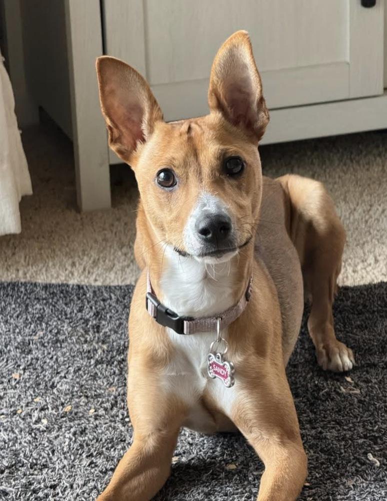 Enlarge Cammie, a Adoptable mixed breed in Waunakee, WI image 2/5