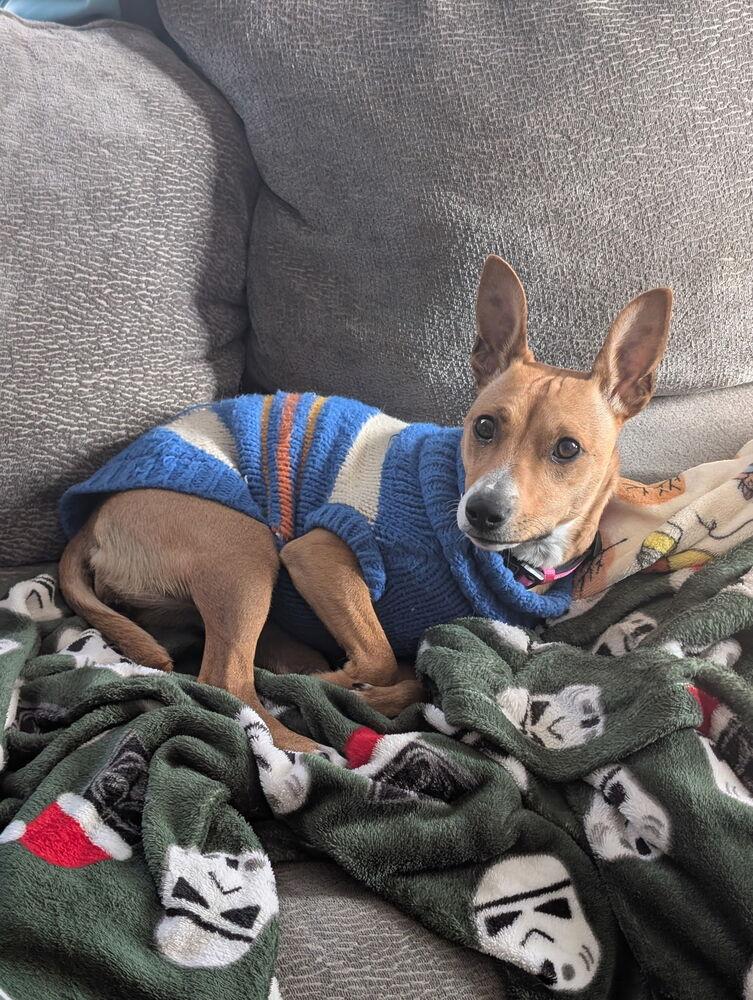 Enlarge Cammie, a Adoptable mixed breed in Waunakee, WI image 3/5