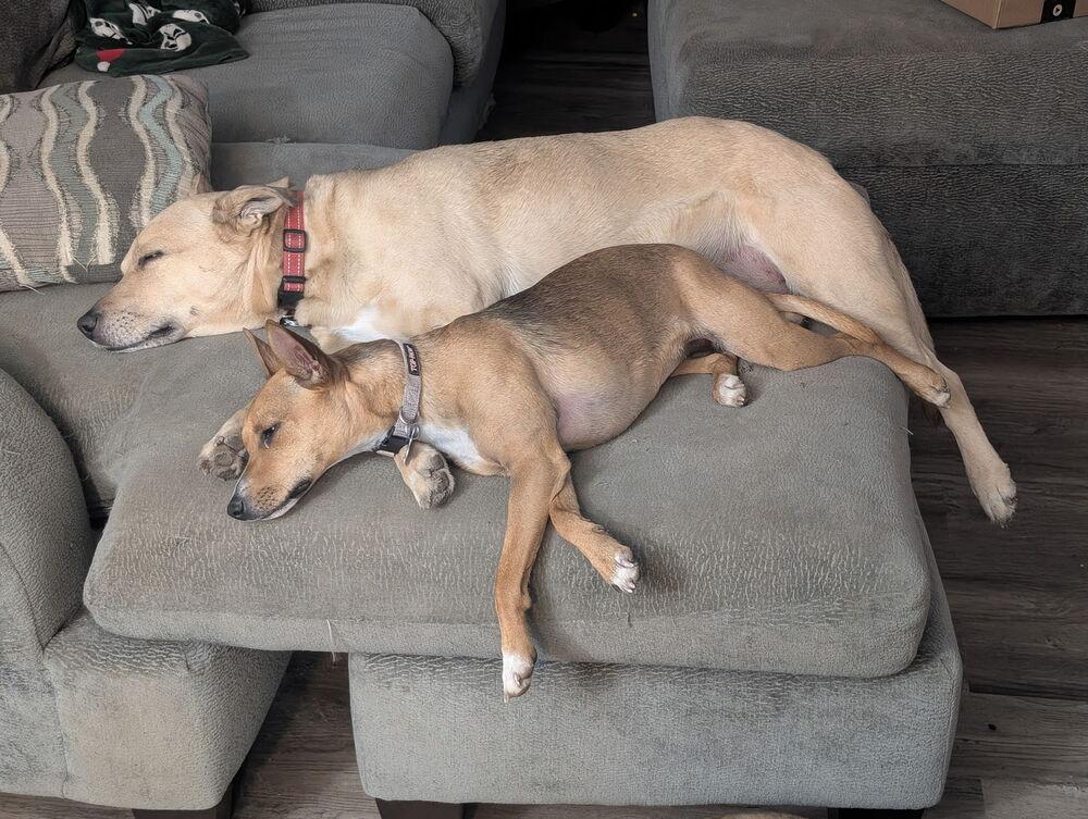 Enlarge Cammie, a Adoptable mixed breed in Waunakee, WI image 4/5