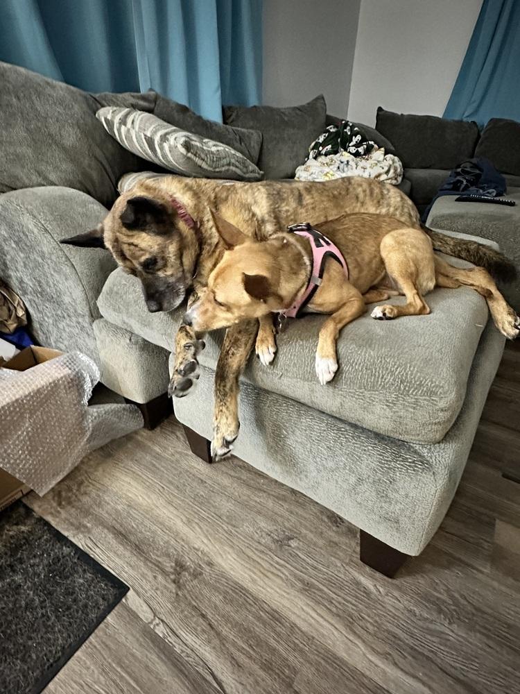 Enlarge Cammie, a Adoptable mixed breed in Waunakee, WI image 5/5