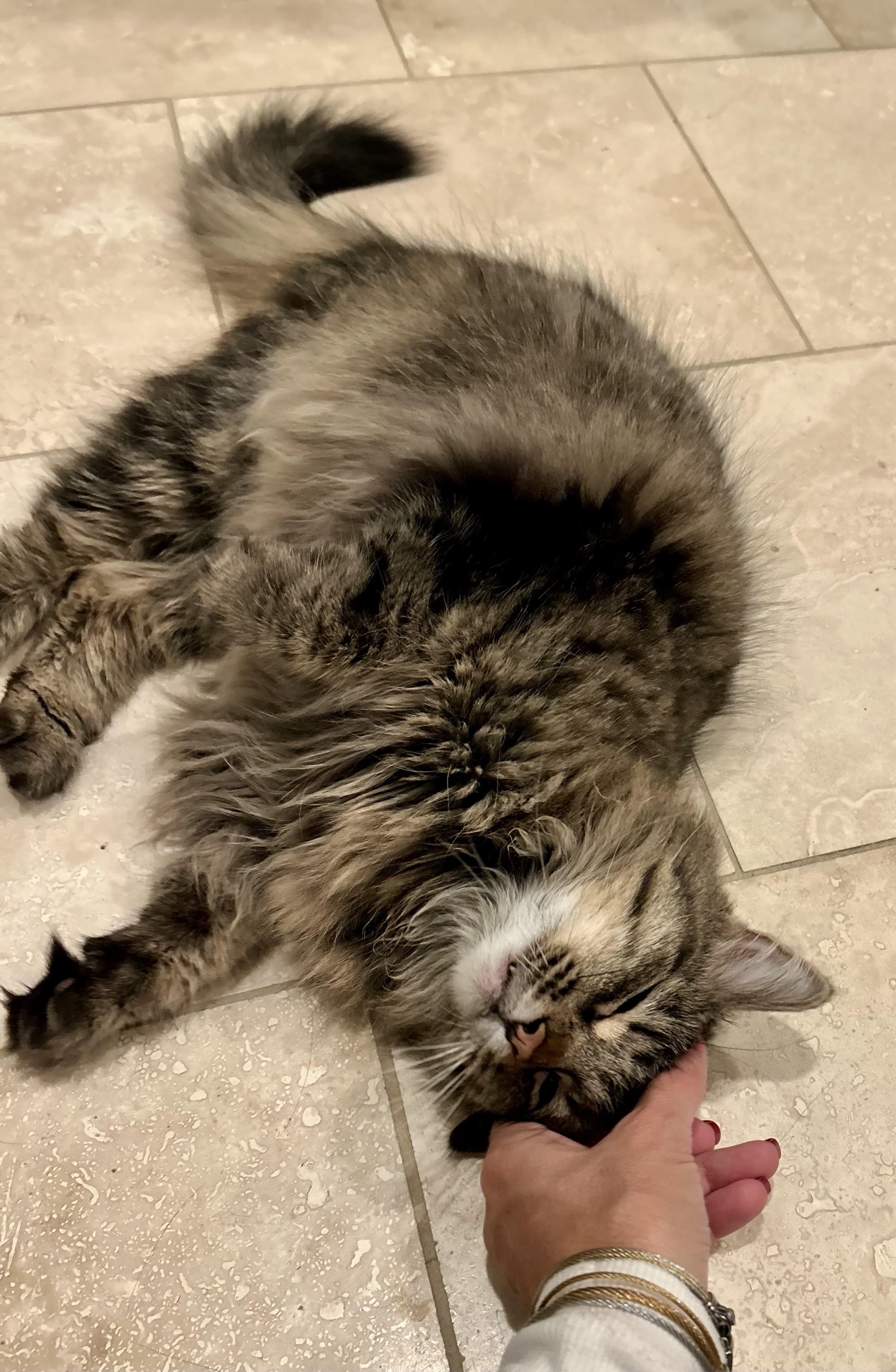 Enlarge Mica (Mittens), a Adoptable mixed breed in Houston, TX image 3/3