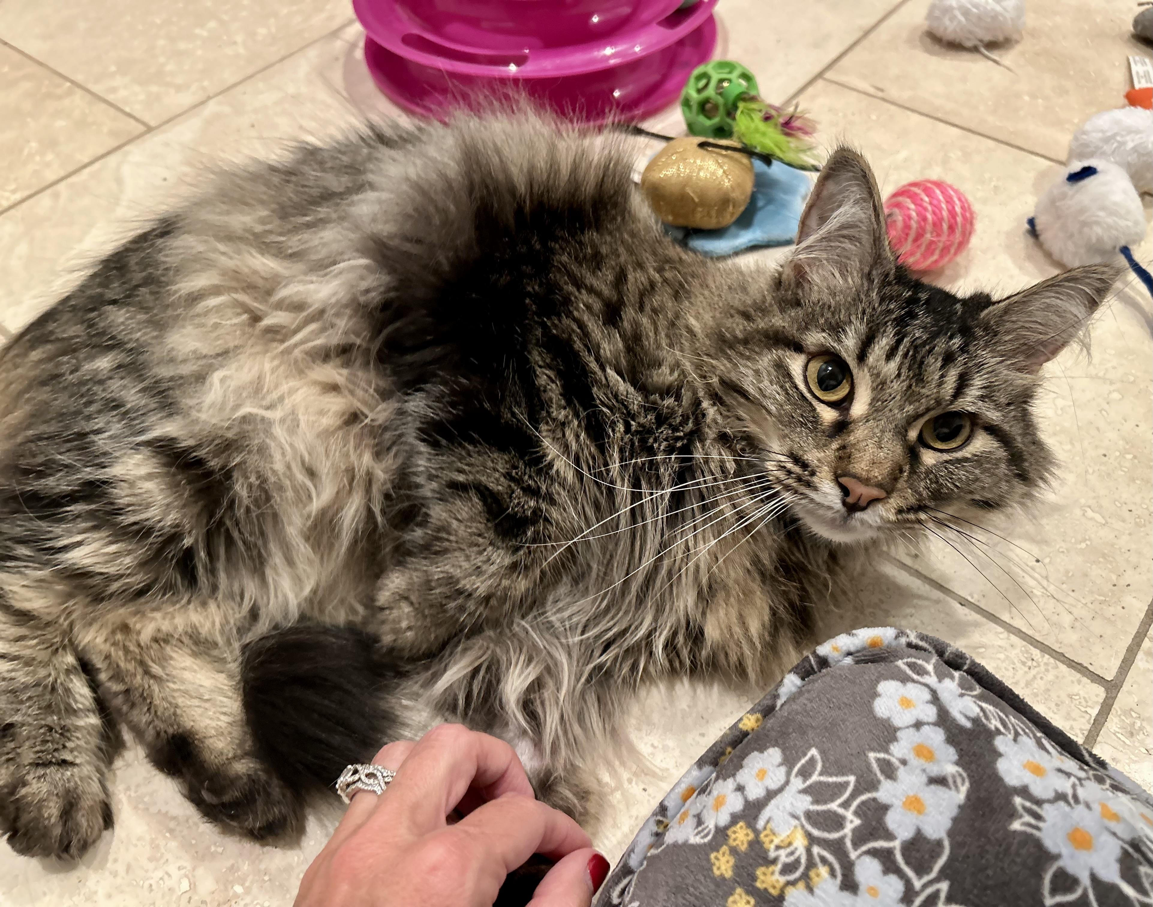 Enlarge Mica (Mittens), a Adoptable mixed breed in Houston, TX image 2/3