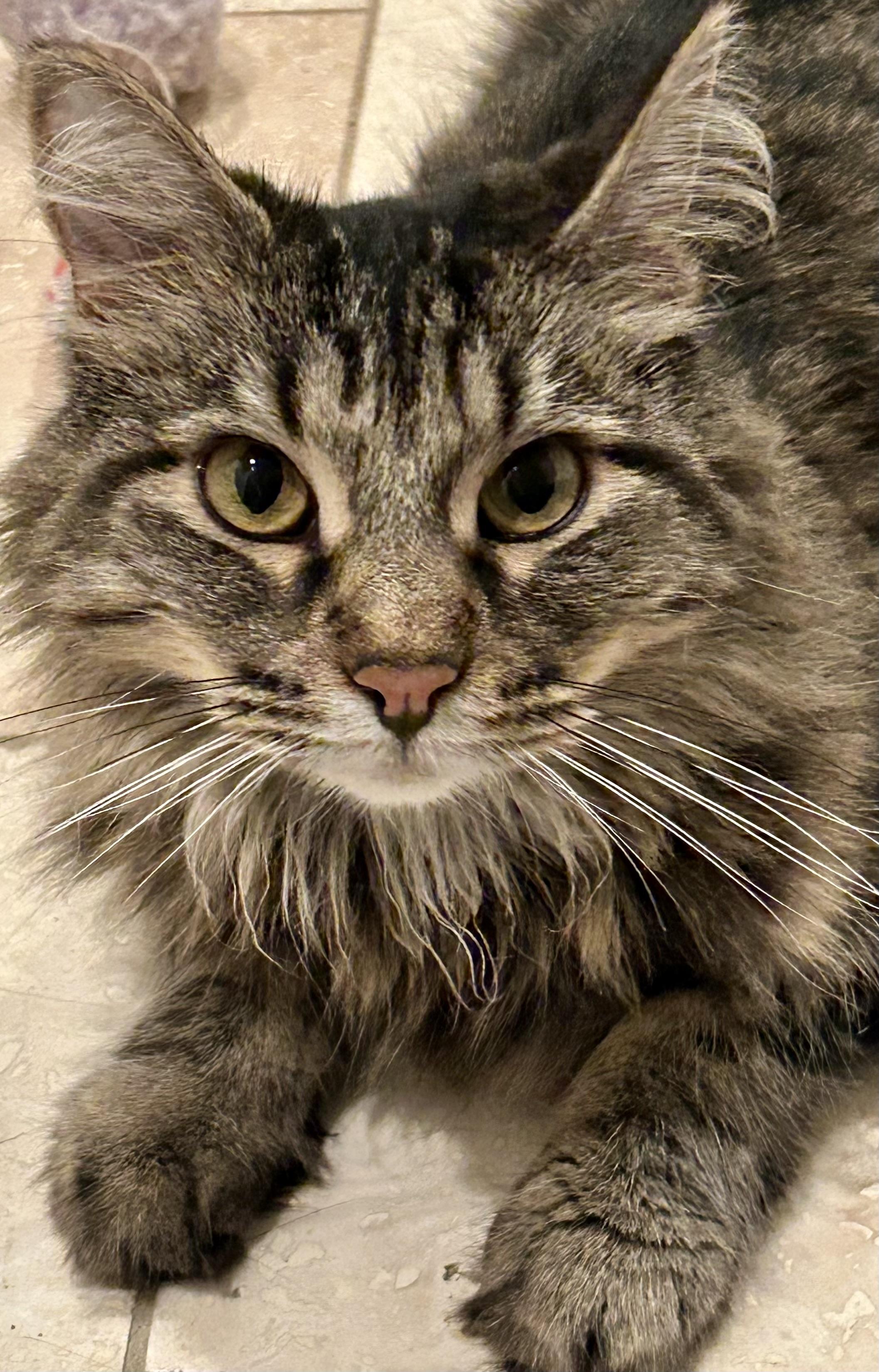 Mica (Mittens), Adoptable, Adult Female Maine Coon & Domestic Long Hair.