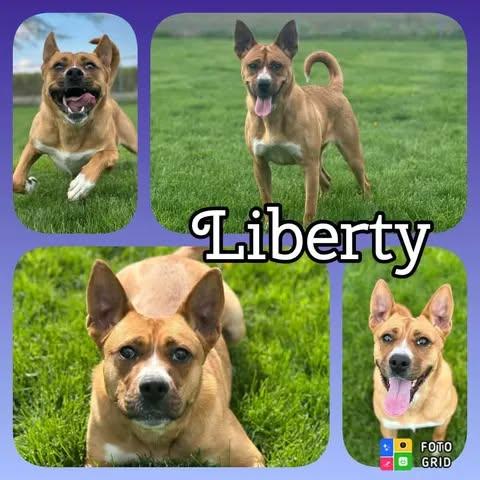 Liberty, ADOPTABLE, Young Female Boxer & Australian Cattle Dog / Blue Heeler.