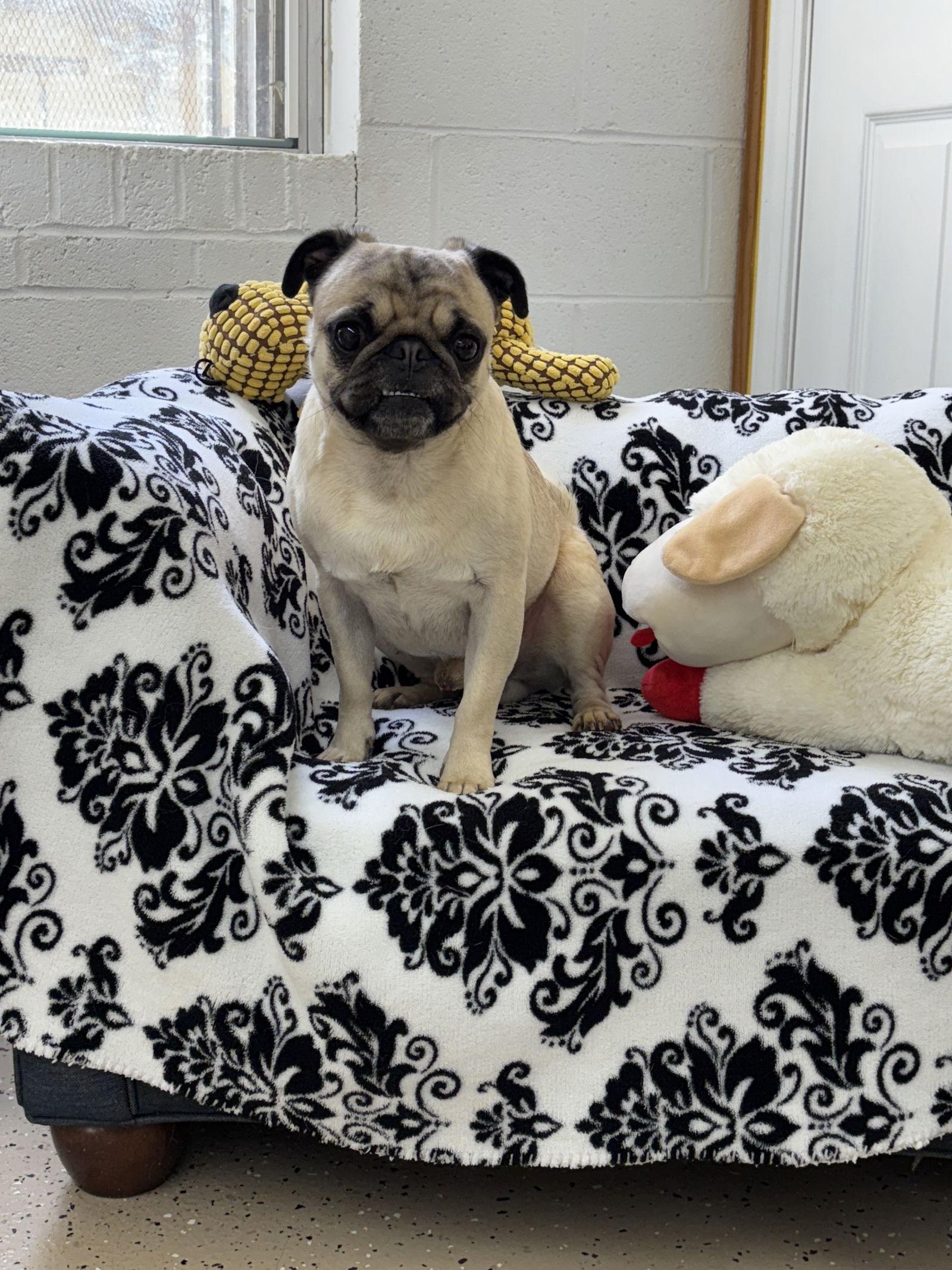 Leo, a Adopted Pug in York, SC image 1/3