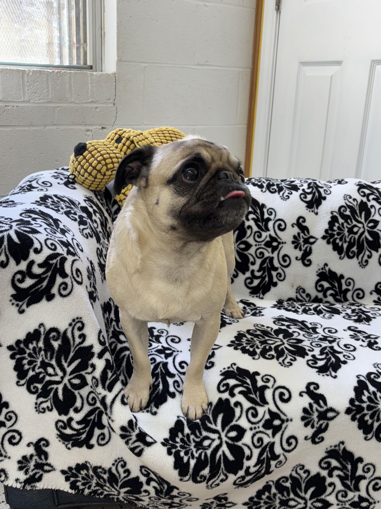 Leo, a Adopted Pug in York, SC image 3/3