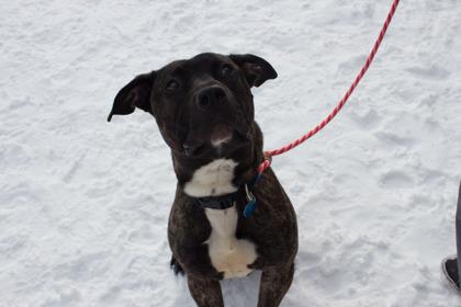 Tiger, a Adoptable mixed breed in Woodbury, MN image 1/3