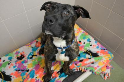 Tiger, a Adoptable mixed breed in Woodbury, MN image 2/3