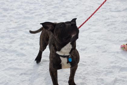 Tiger, a Adoptable mixed breed in Woodbury, MN image 3/3