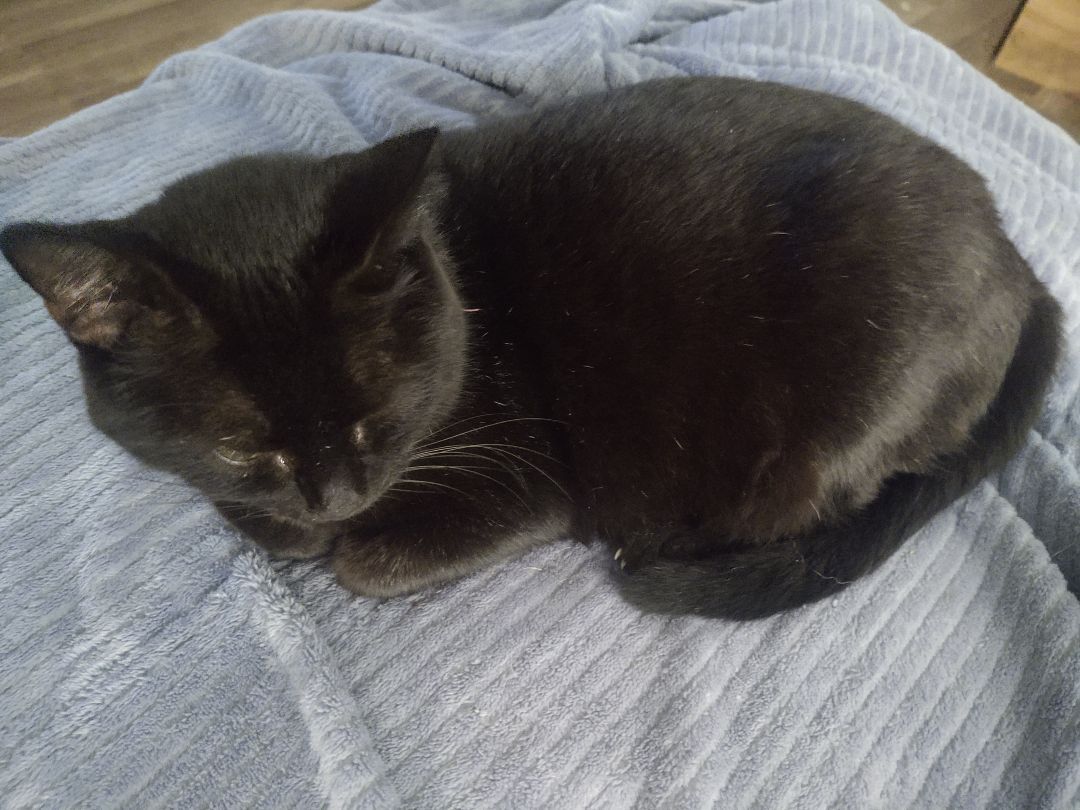 Kitty cat black, Adoptable, Adult Female American Shorthair.