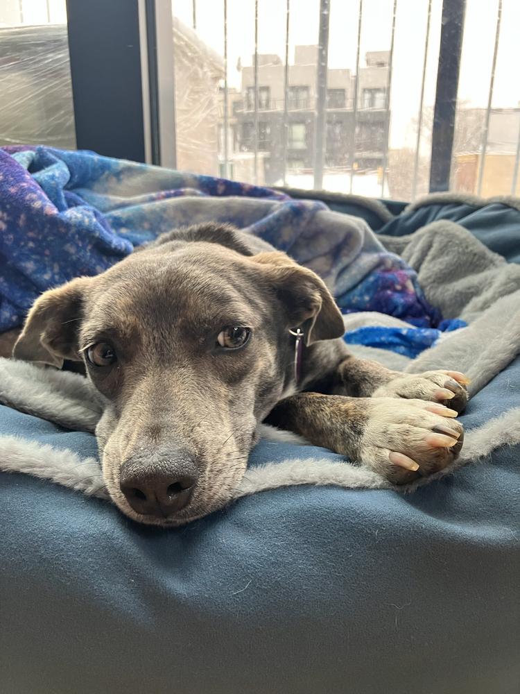 Hazel, Adoptable, Adult Female Beagle & Australian Shepherd.