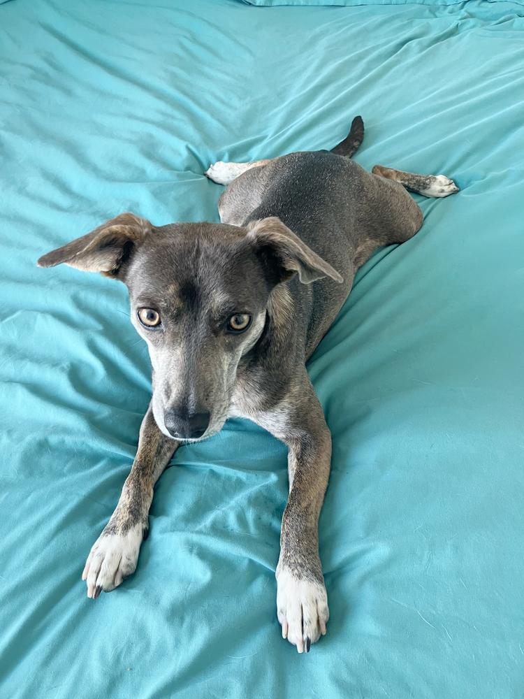 Enlarge Hazel, a Adoptable mixed breed in Manhattan, NY image 2/4