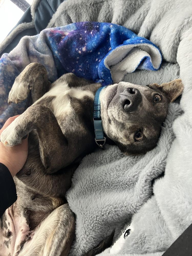 Enlarge Hazel, a Adoptable mixed breed in Manhattan, NY image 2/3