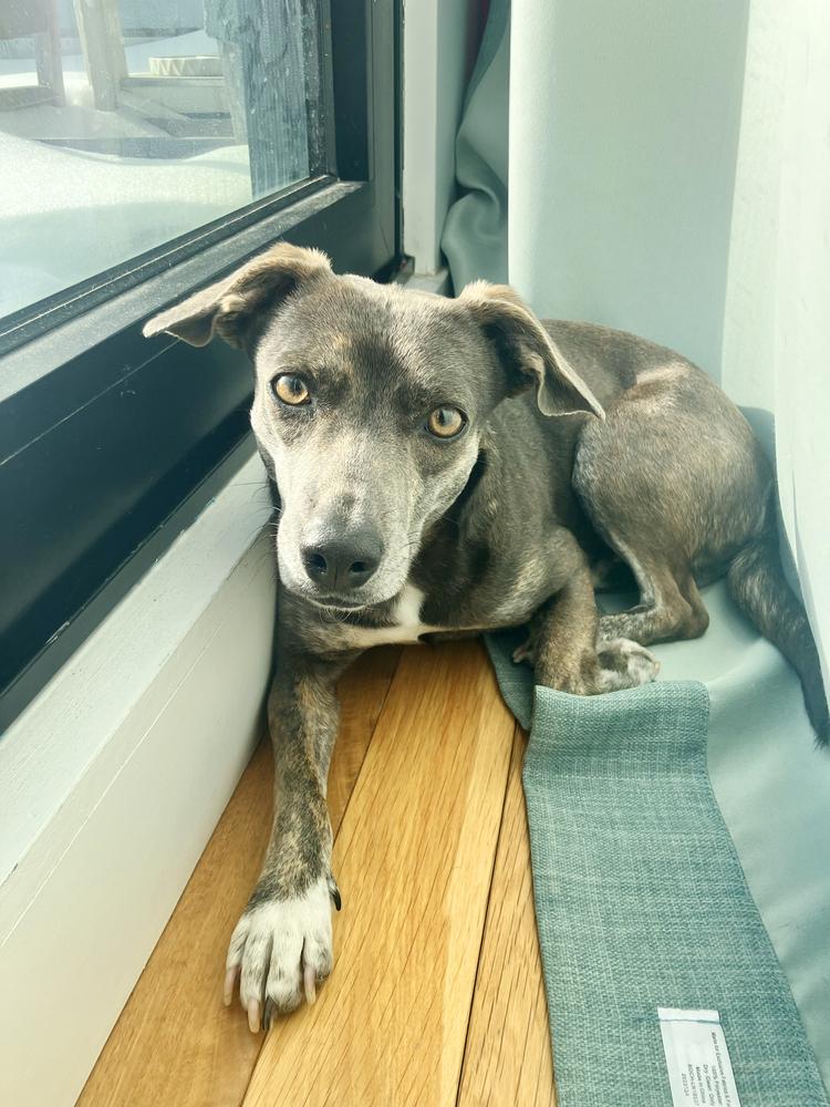 Enlarge Hazel, a Adoptable mixed breed in Manhattan, NY image 4/4