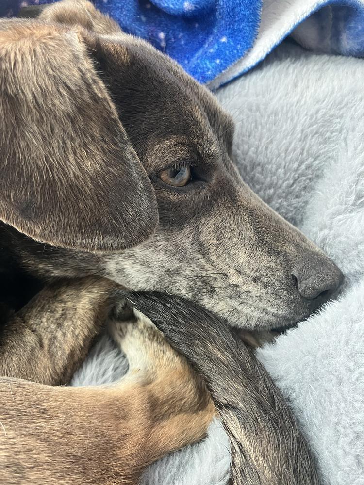 Enlarge Hazel, a Adoptable mixed breed in Manhattan, NY image 3/3