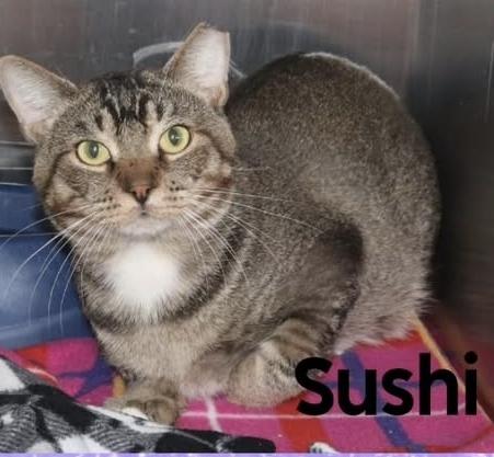 Enlarge Sushi, a Adoptable Domestic Short Hair in Mission Viejo, CA image 1/1