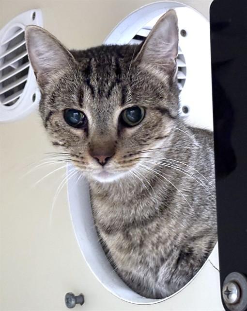 FAUNA, Adoptable, Adult Female Domestic Short Hair.