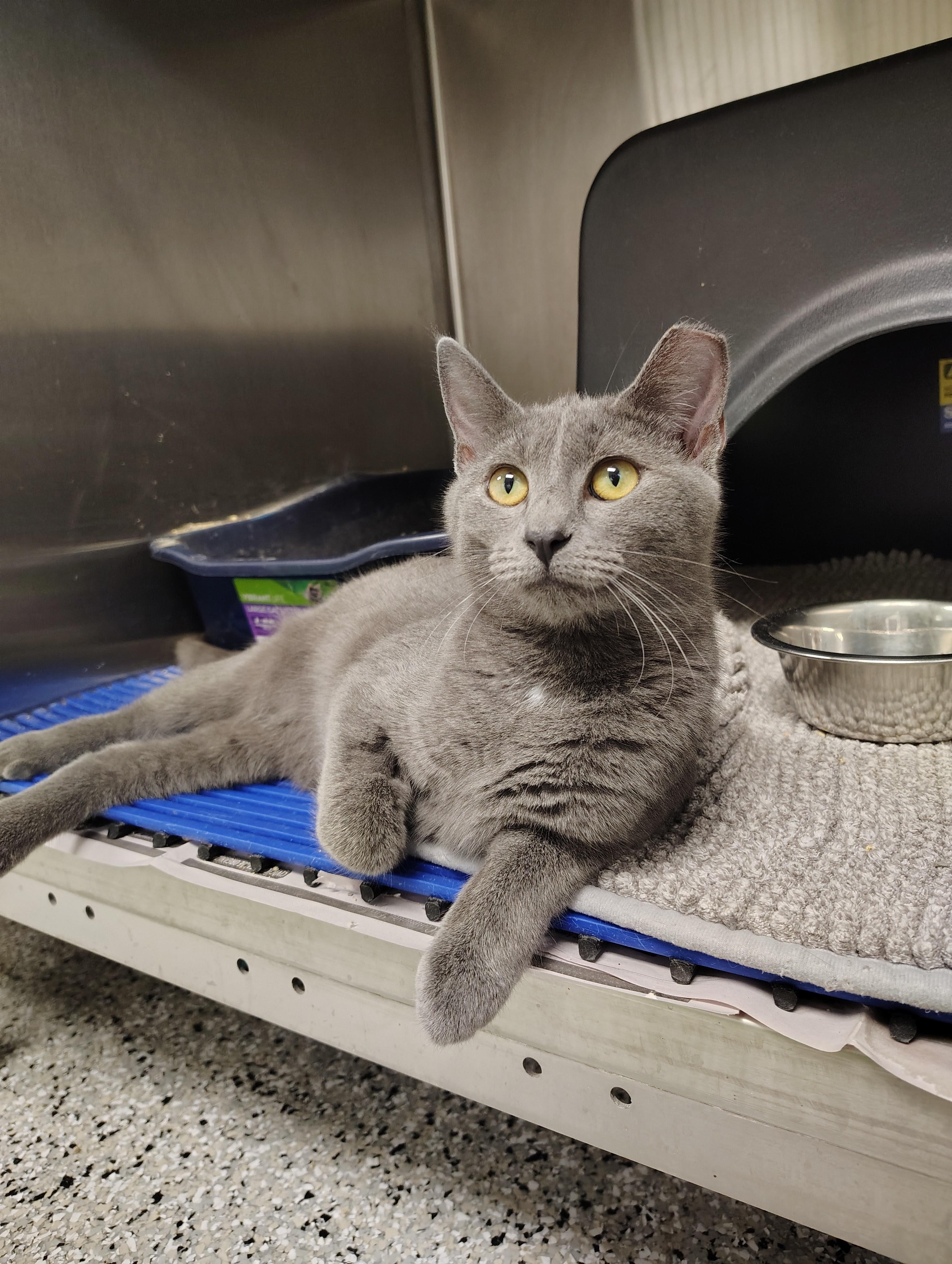 Enlarge Brandy, a Adoptable Domestic Short Hair in Richmond, MO image 1/1