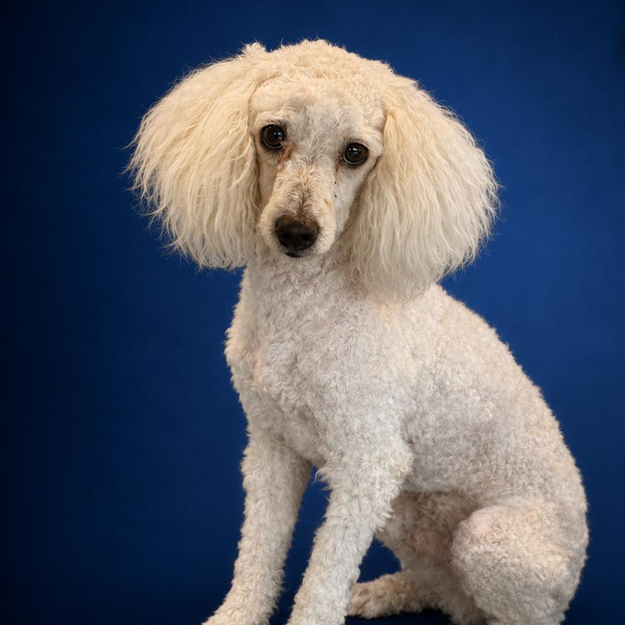 Bernie, Adoptable, Adult Male Mixed Breed.