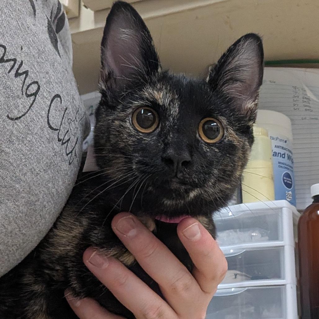 Polka, Adoptable, Young Female Domestic Short Hair.