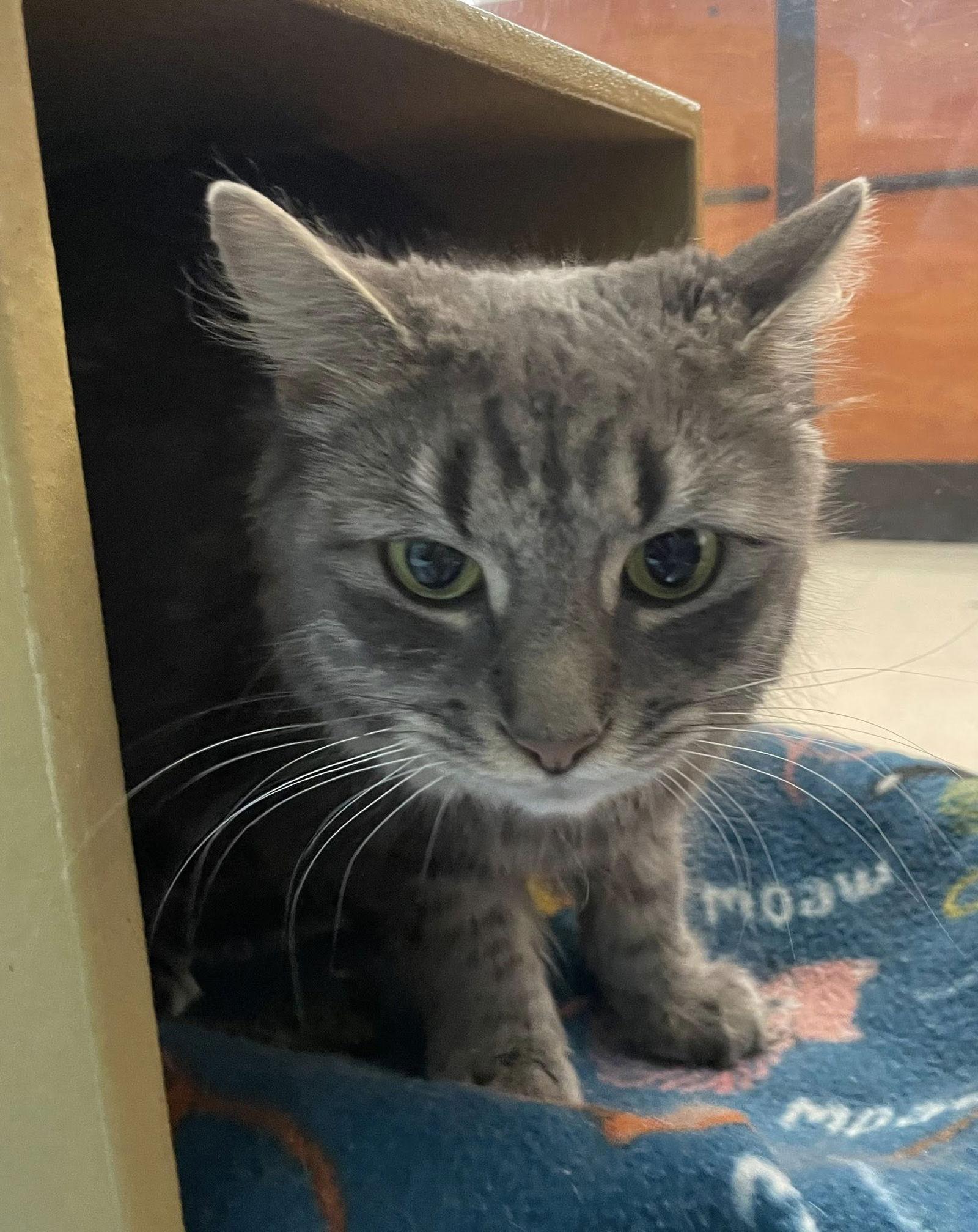 Enlarge Ava, a Adoptable Domestic Short Hair in Salem, MA image 1/1