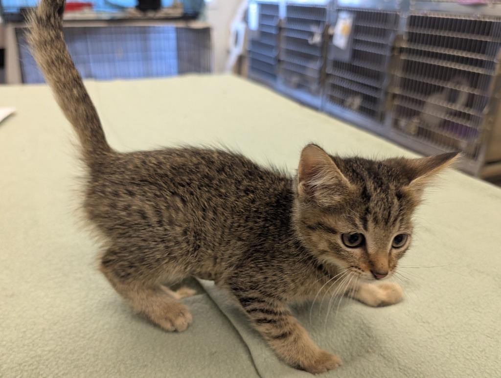 CK 3, Adopted, Kitten Female Domestic Short Hair.