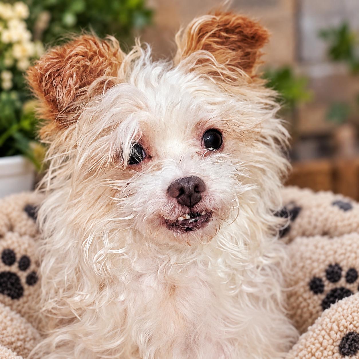 Oscar, Adopted, Adult Male Terrier & Poodle.