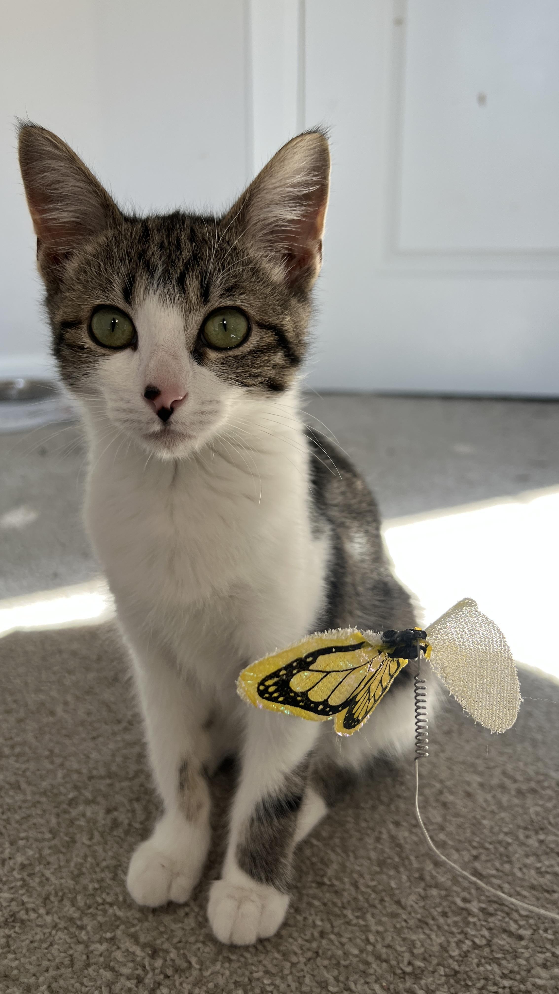 Han Solo, adopted, Young Male Tabby.