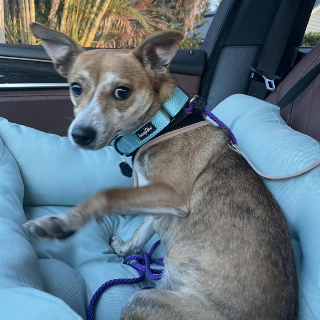 Enlarge Maddie, a Adoptable mixed breed in Sarasota, FL image 1/6