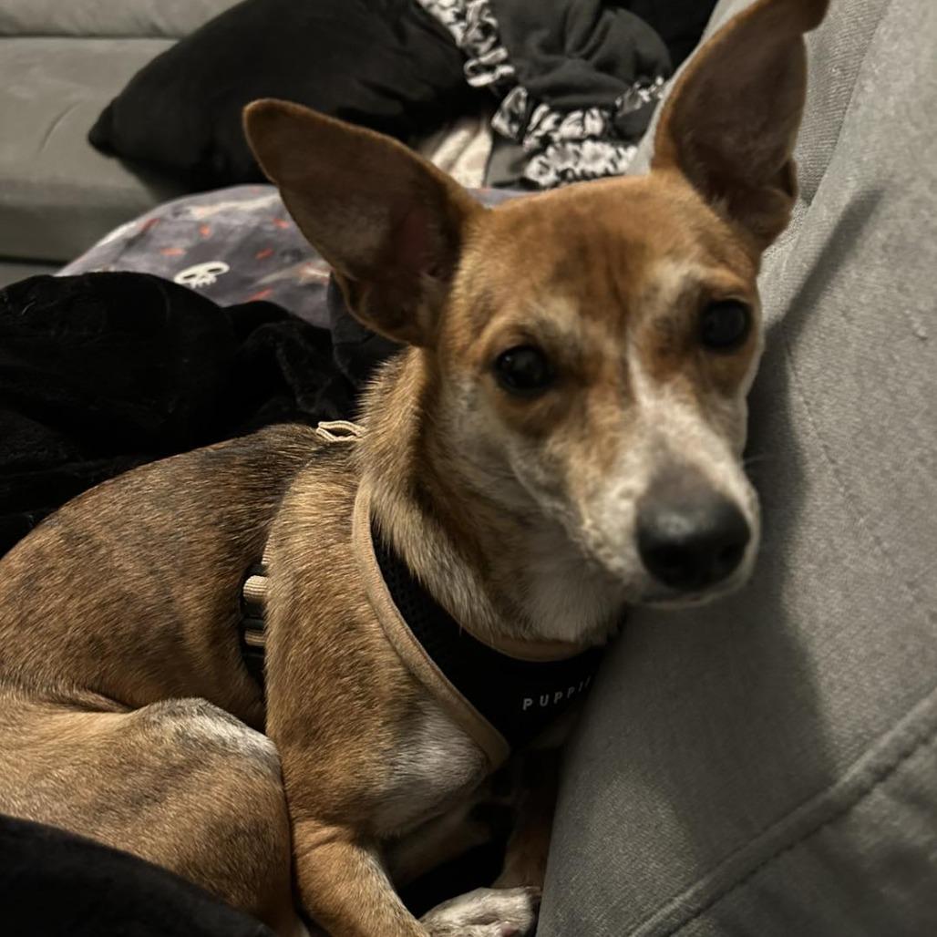 Enlarge Maddie, a Adoptable mixed breed in Sarasota, FL image 2/6