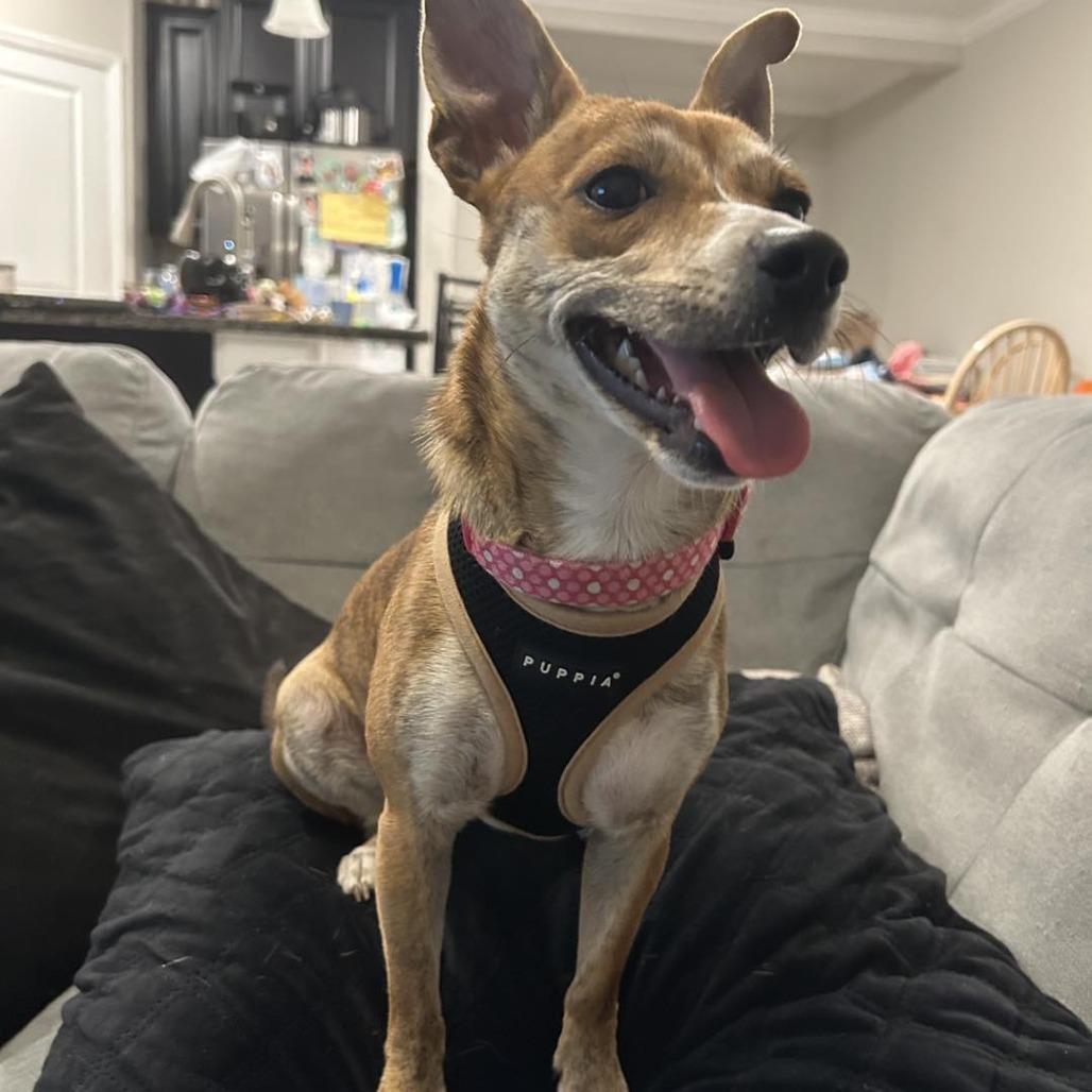 Enlarge Maddie, a Adoptable mixed breed in Sarasota, FL image 3/6