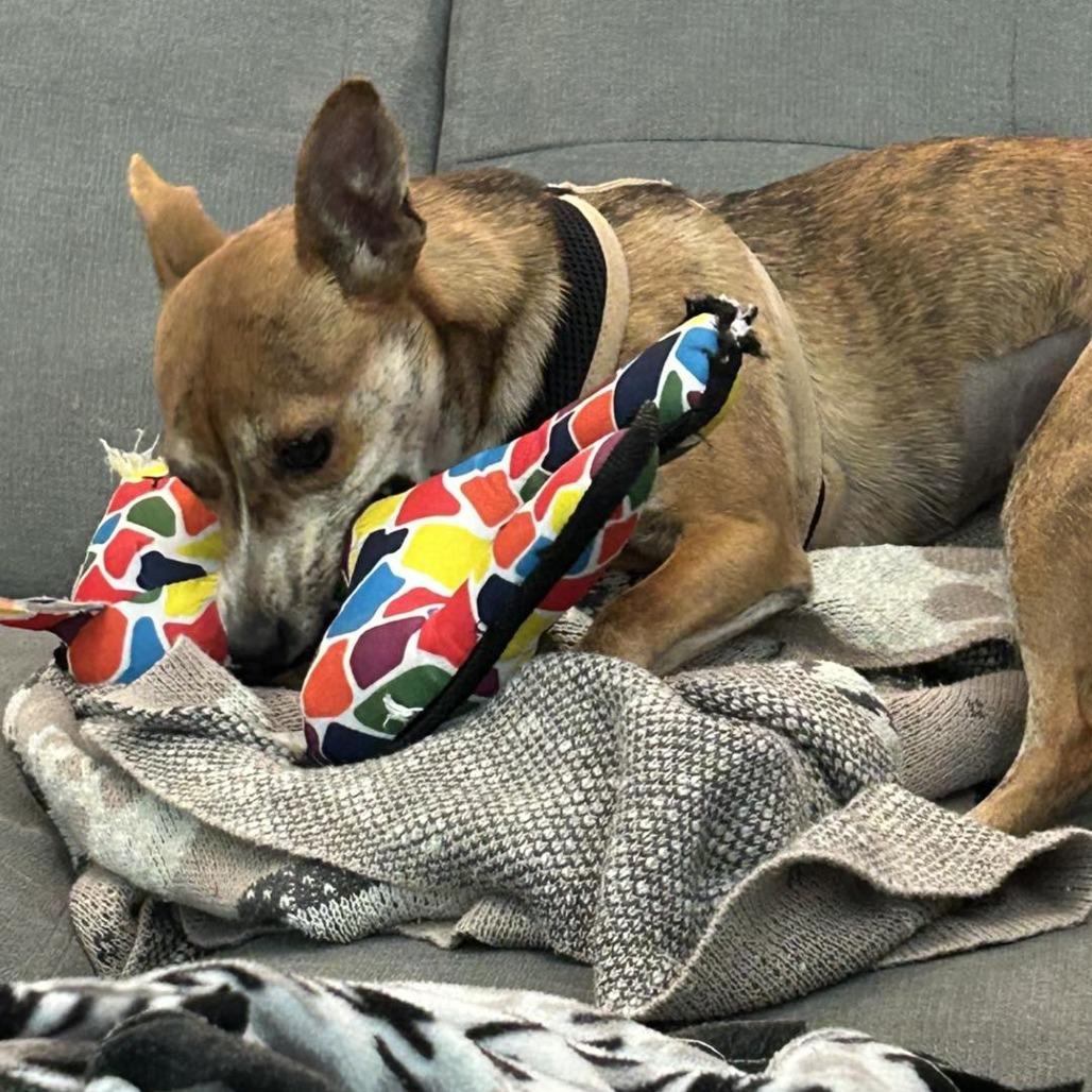 Enlarge Maddie, a Adoptable mixed breed in Sarasota, FL image 4/6