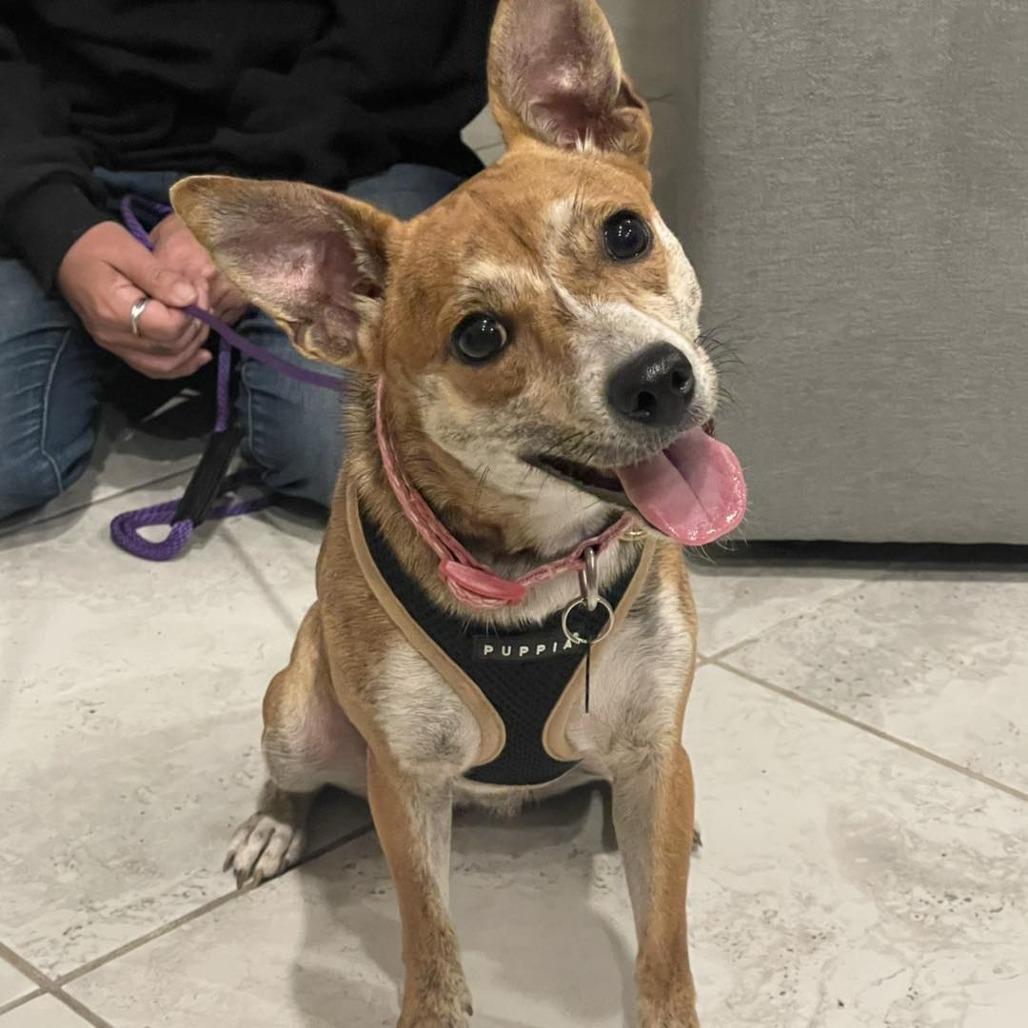 Enlarge Maddie, a Adoptable mixed breed in Sarasota, FL image 5/6