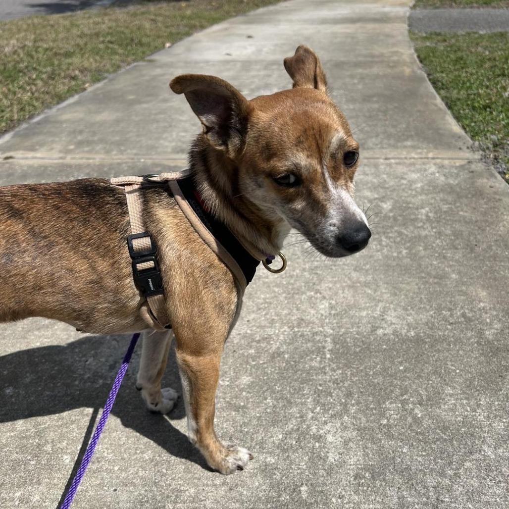 Enlarge Maddie, a Adoptable mixed breed in Sarasota, FL image 6/6
