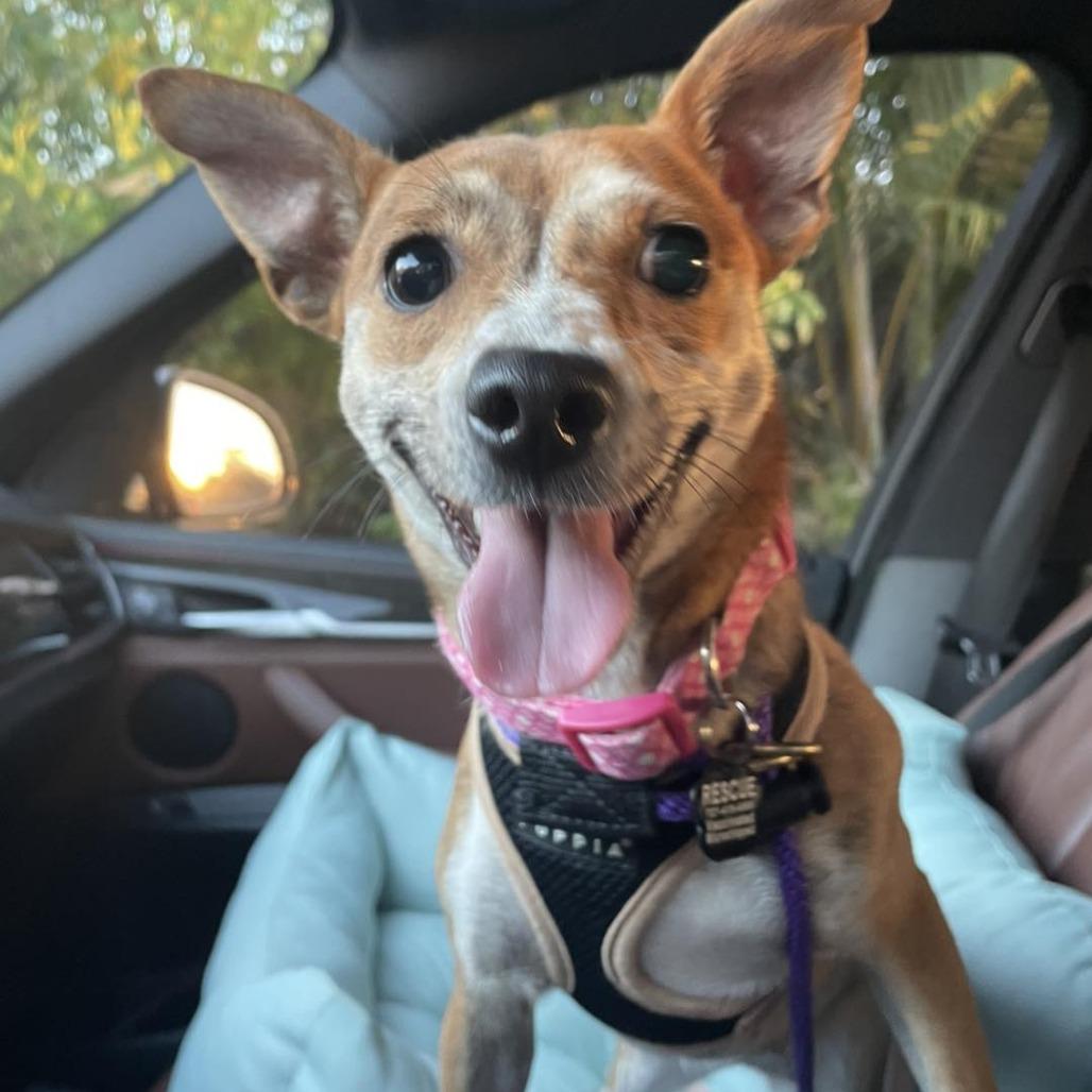 Enlarge Maddie, a Adoptable mixed breed in Sarasota, FL image 6/6