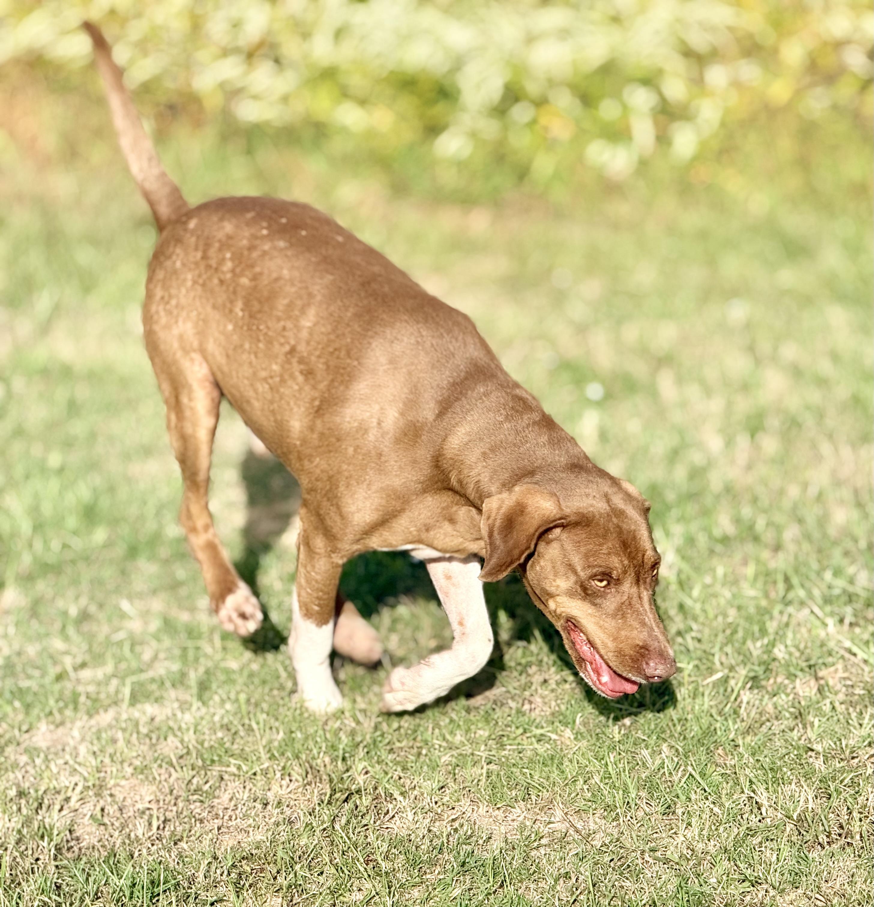 Enlarge Denim, a Adoptable mixed breed in Springhill, LA image 3/5