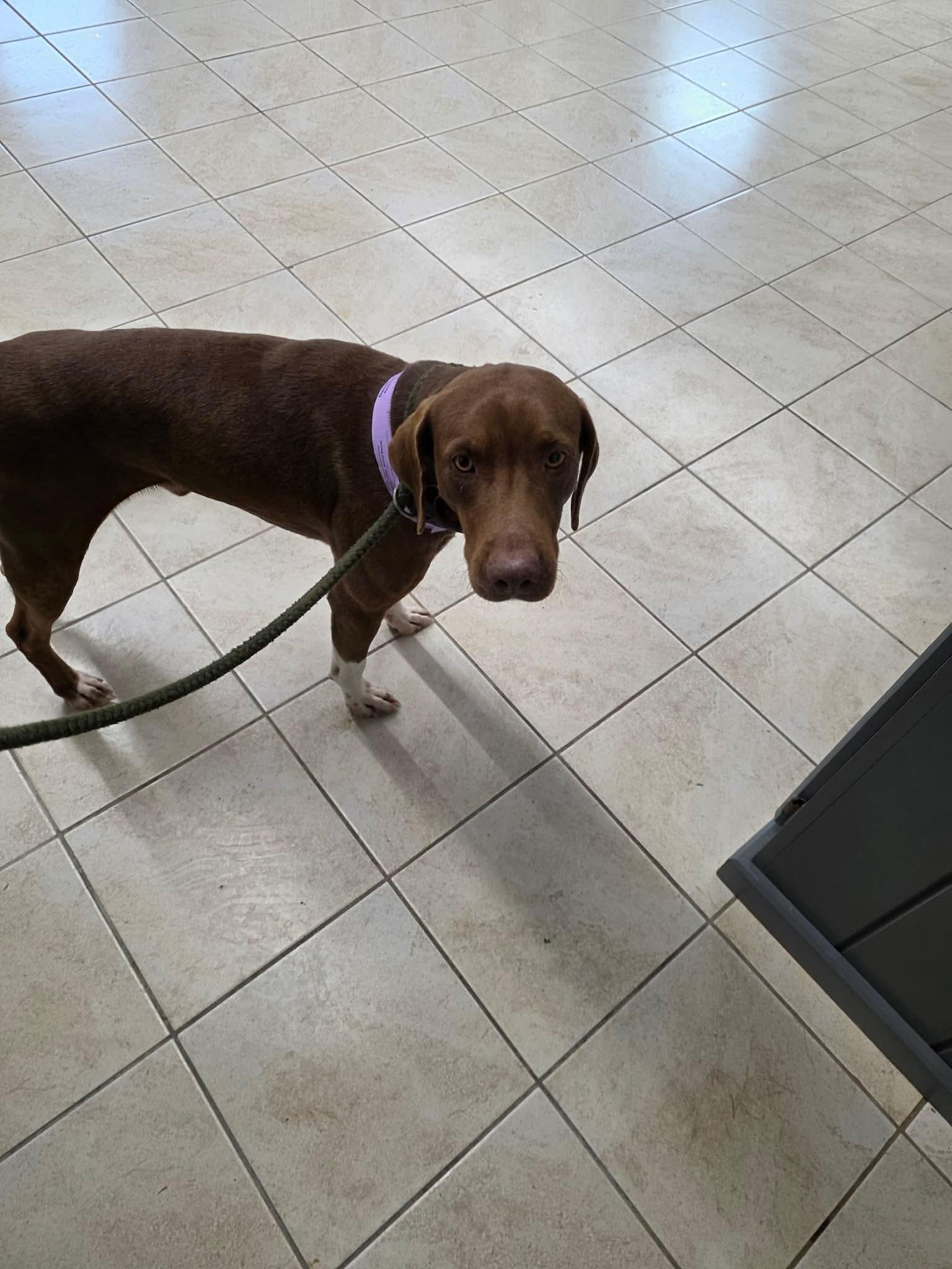 Enlarge Denim, a ADOPTABLE mixed breed in Springhill, LA image 1/1