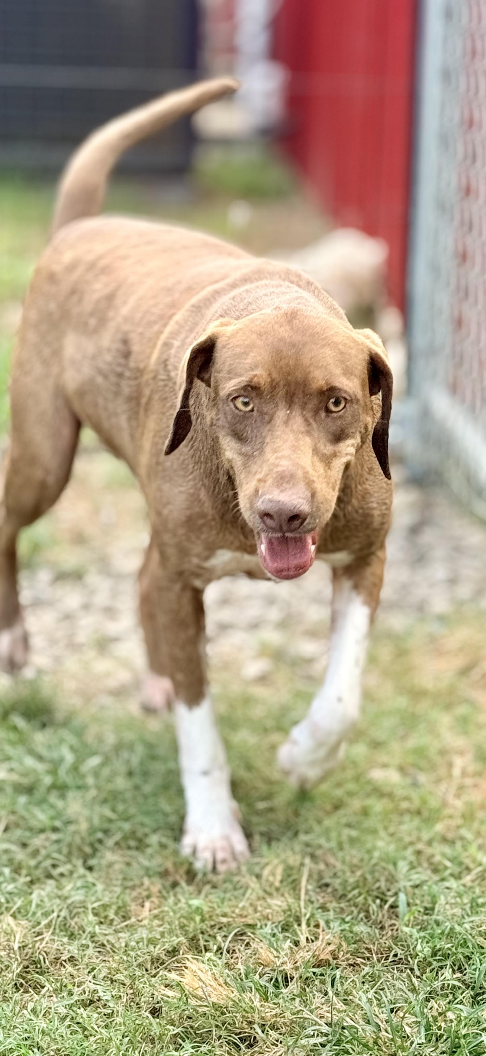 Denim, Adoptable, Adult Male Coonhound.