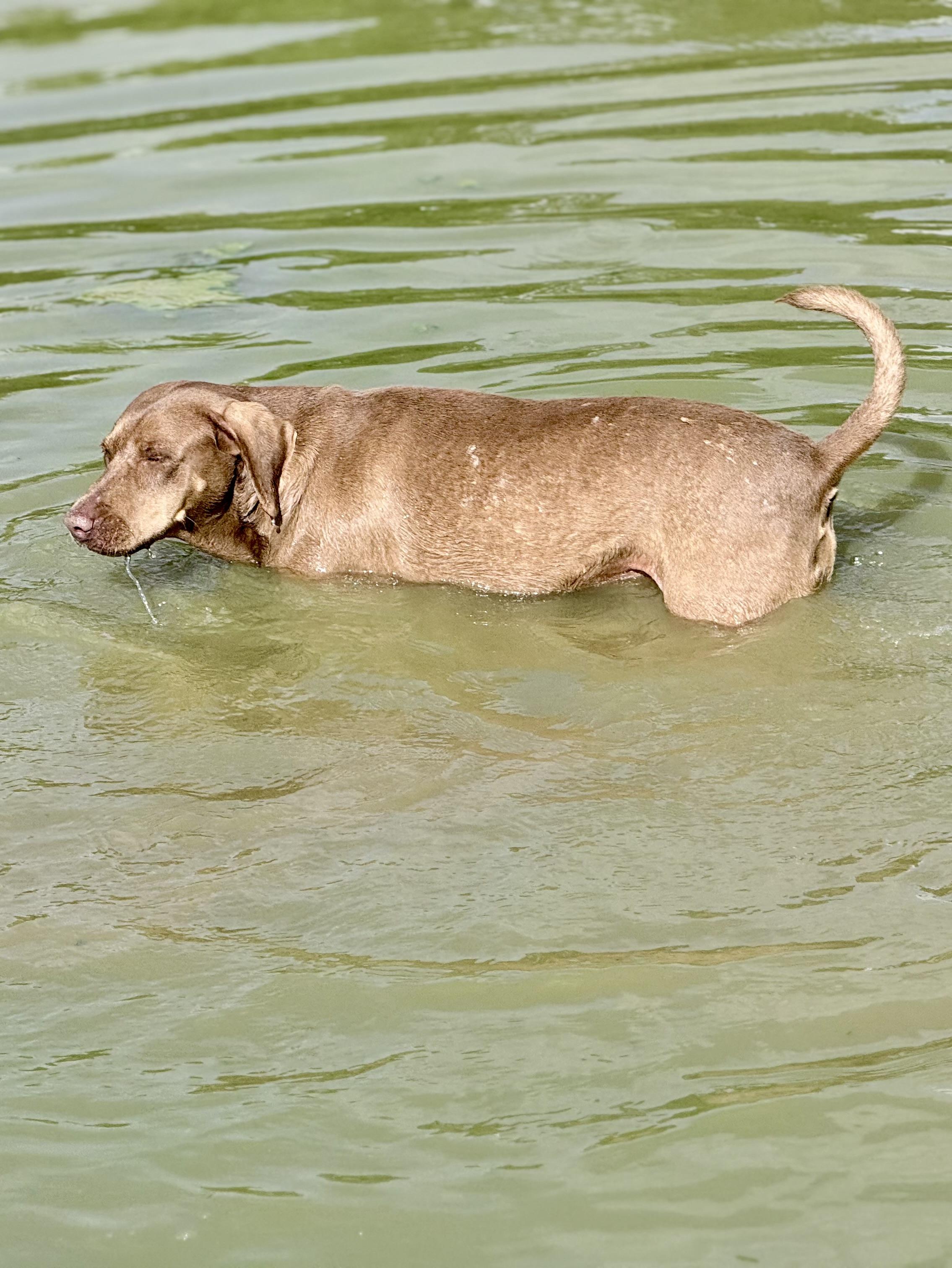 Enlarge Denim, a Adoptable mixed breed in Springhill, LA image 2/5